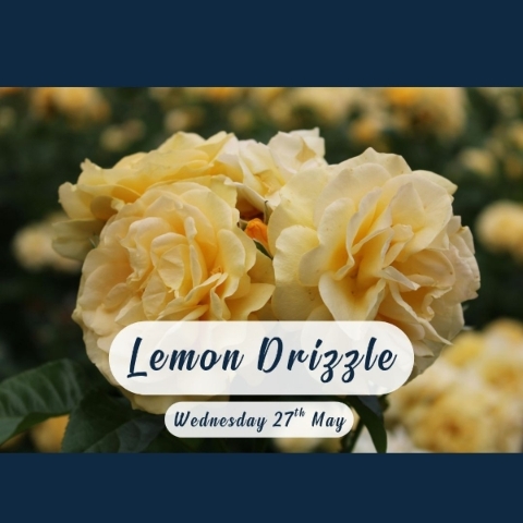 Lemon and cream flower arrangement workshop with seasonal summer flowers