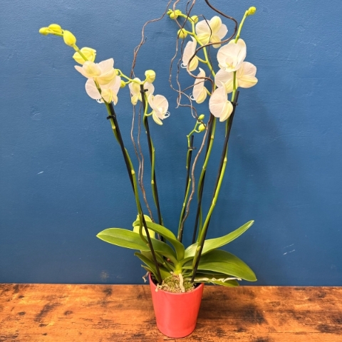 Orchid plant in ceramic pot with elegant flowering flowers
