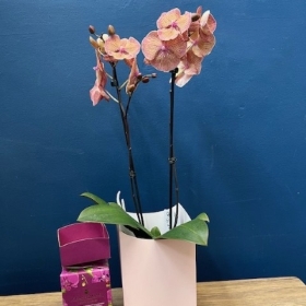 Orchid Gift Set