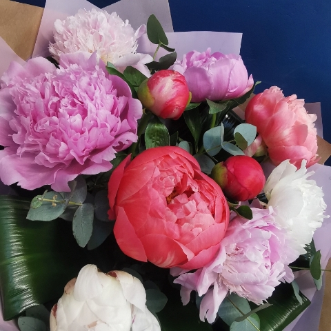 Peony Delight