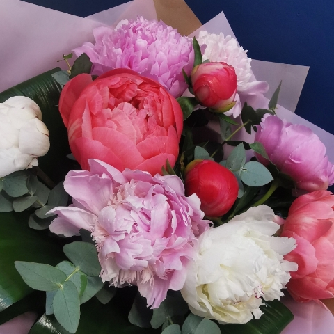 Peony Delight