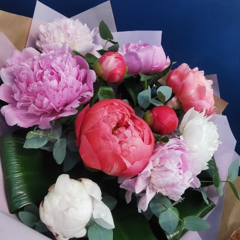 Peony Delight