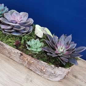 The Woodland Low Bowl