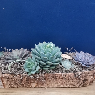 The Woodland Low Bowl