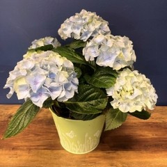 Hydrangea in Pot