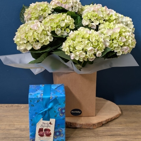 Hydrangea Plant Gift Set