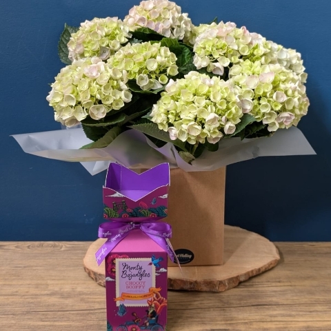 Hydrangea Plant Gift Set