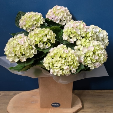 Hydrangea Plant Gift Set