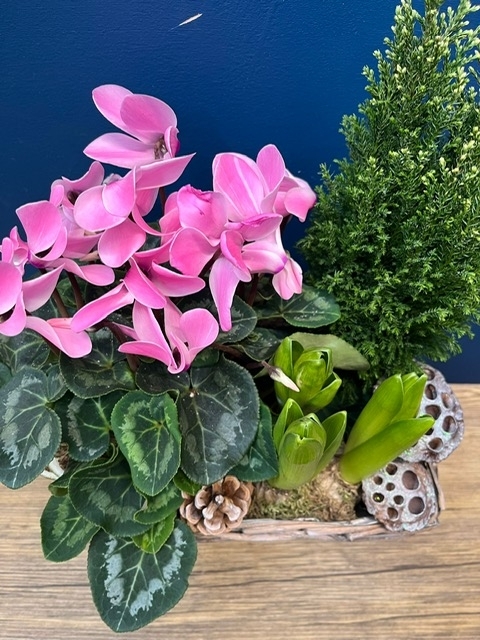 Nutcracker Planted Basket