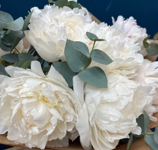 Peony Elegance