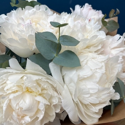Peony Elegance