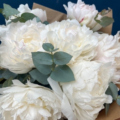 Peony Elegance