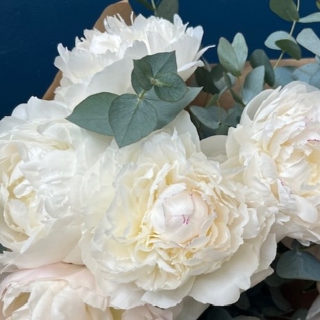 Peony Elegance