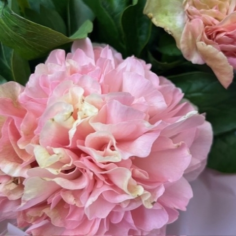 Peony Charm
