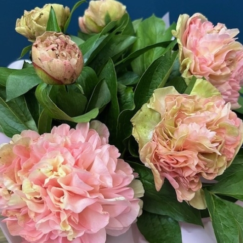 Peony Charm