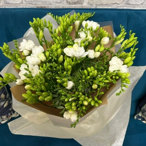 Pure Freesia