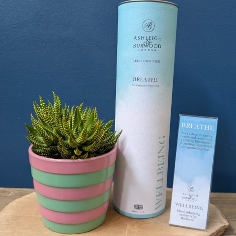 Succulent & Wellbeing Diffuser Set