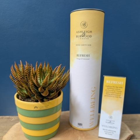 Succulent & Wellbeing Diffuser Set