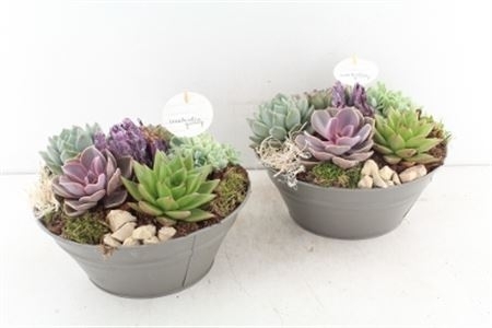 The Plant Dad Bowl