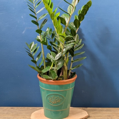 ZZ Plant