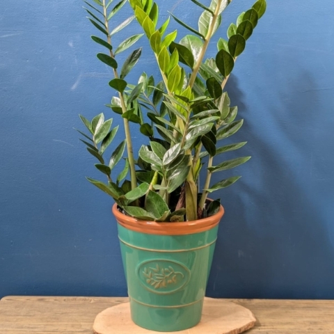 ZZ Plant