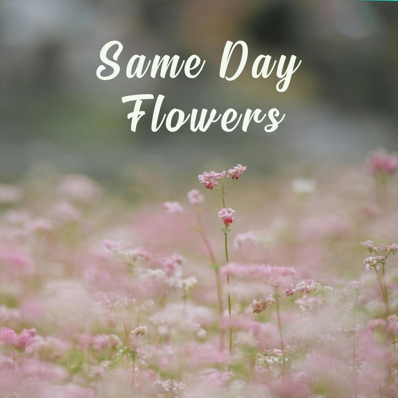 Same Day Flowers